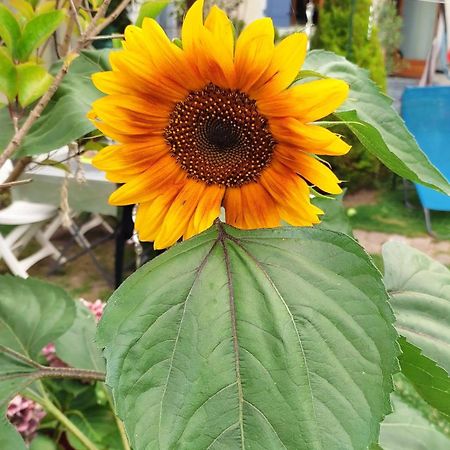 Un Deux Pieces Et Un Jardin A Villejuif Buitenkant foto