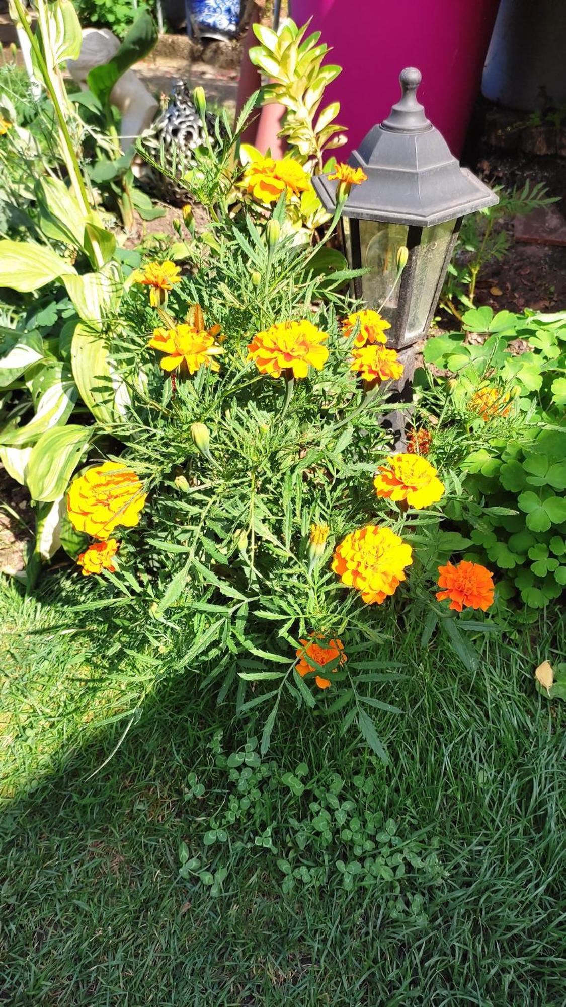 Un Deux Pieces Et Un Jardin A Villejuif Buitenkant foto